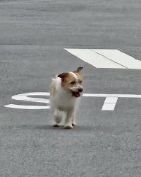 Found/Stray Unknown Dog last seen 30th Ave and Lake Street, San Francisco, CA 94121