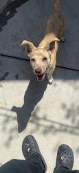 Lost Female Dog last seen Esto ave, El Monte, CA 91731