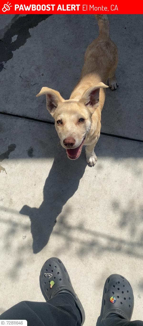 Lost Female Dog last seen Esto ave, El Monte, CA 91731