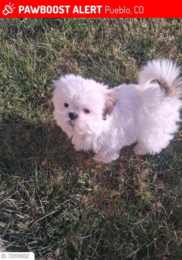 Lost Female Dog last seen Pueblo West, CO Coral Drive and Papago, Pueblo, CO 81007