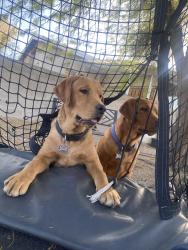 Lost Male Dog last seen Escalante/ javelina run trail, Mesa, AZ 85202