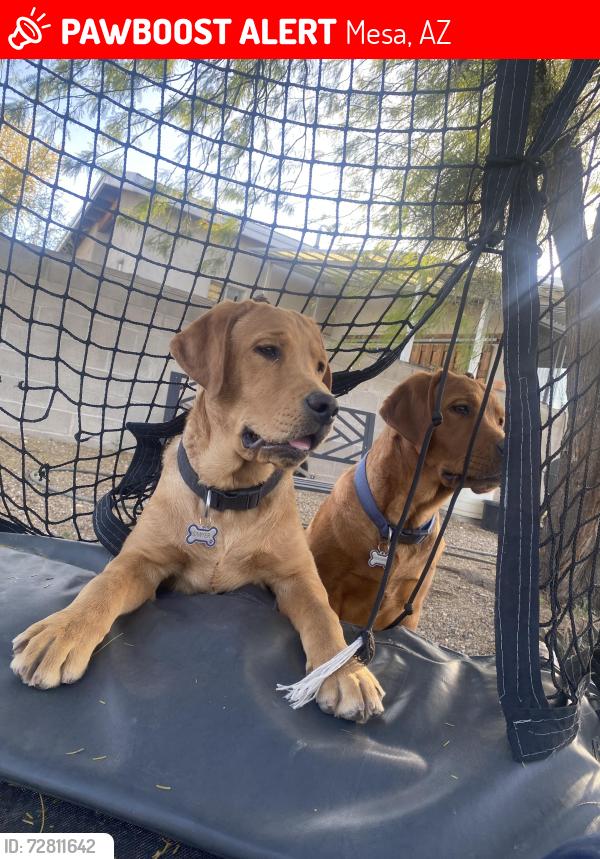 Lost Male Dog last seen Escalante/ javelina run trail, Mesa, AZ 85202