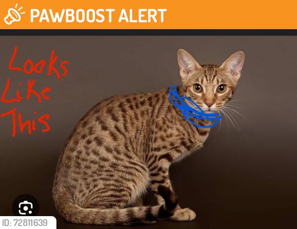 Found/Stray Unknown Cat last seen Parkgate Drive- Mississauga, Mississauga, ON L5N 7B4