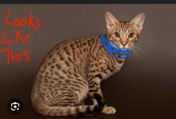 Found/Stray Unknown Cat last seen Parkgate Drive- Mississauga , Mississauga, ON L5N 7B4