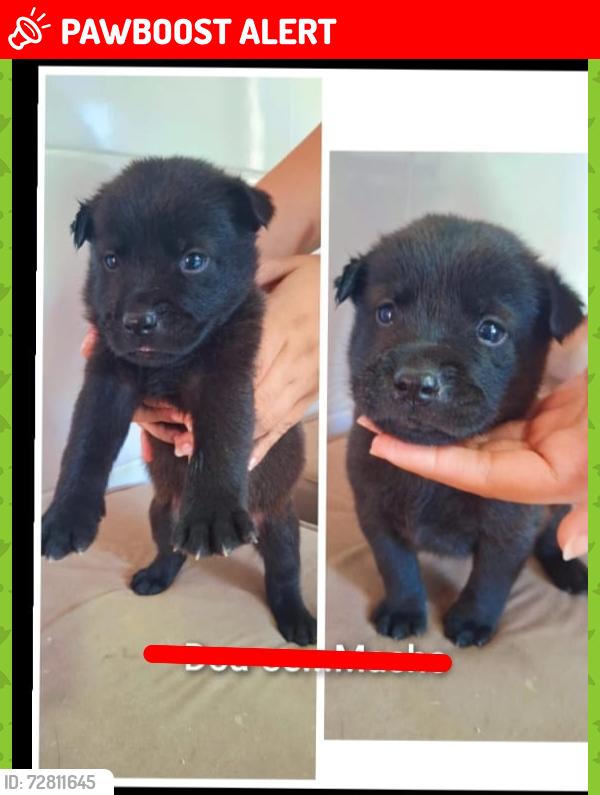 Lost Male Dog last seen Rua da feira de domingo , Jardim Lapena, SP 08071-170