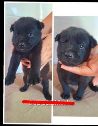 Lost Male Dog last seen Rua da feira de domingo , Jardim Lapena, SP 08071-170