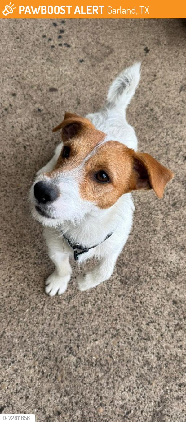 Found/Stray Male Dog last seen Windsor Dr, Garland, TX 75040