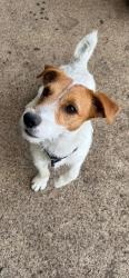 Found/Stray Male Dog last seen Windsor Dr, Garland, TX 75040