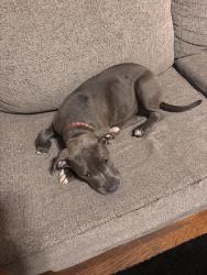 Found/Stray Female Dog last seen Oakwood ave nw , Huntsville, AL 35810