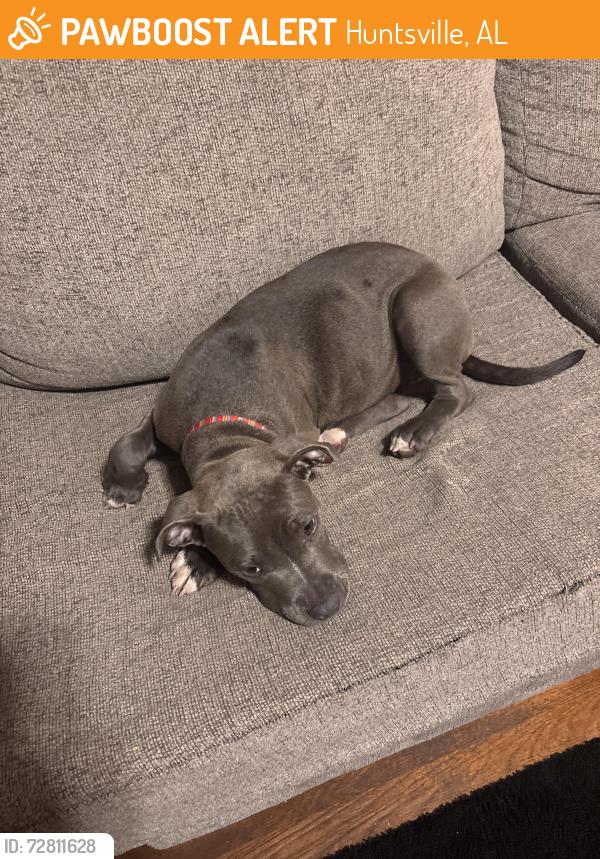 Found/Stray Female Dog last seen Oakwood ave nw , Huntsville, AL 35810