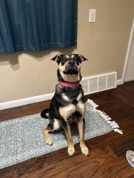 Lost Female Dog last seen Lyndale and S Western, Sioux Falls, SD 57104