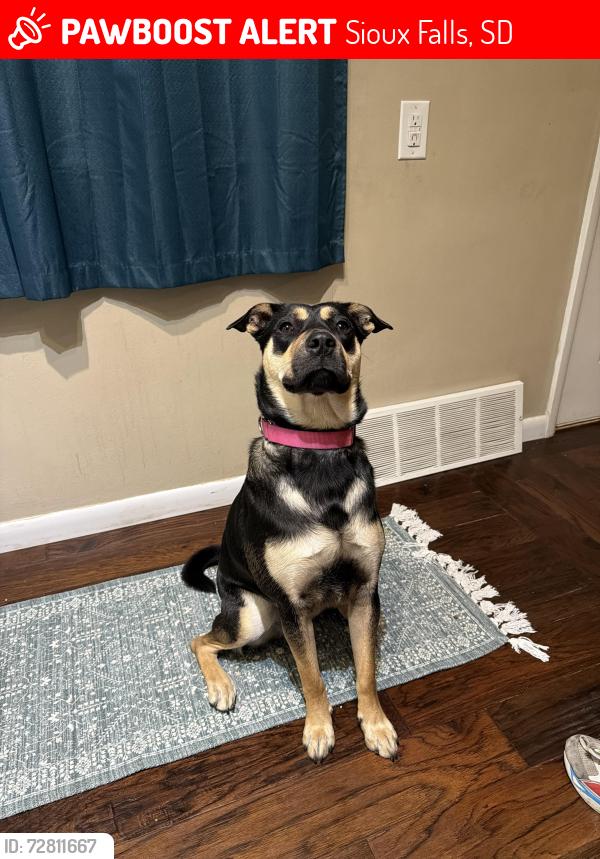 Lost Female Dog last seen Lyndale and S Western, Sioux Falls, SD 57104