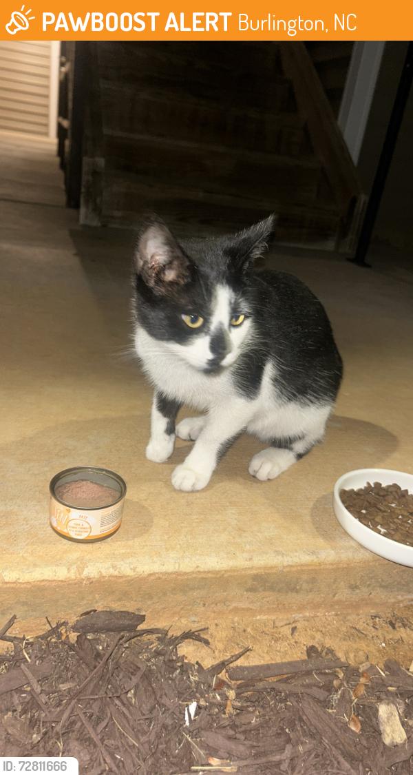 Found/Stray Unknown Cat last seen at stonecrest apmts behind of petsmart, Burlington, NC 27215