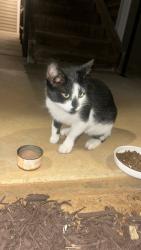 Found/Stray Unknown Cat last seen at stonecrest apmts behind of petsmart, Burlington, NC 27215