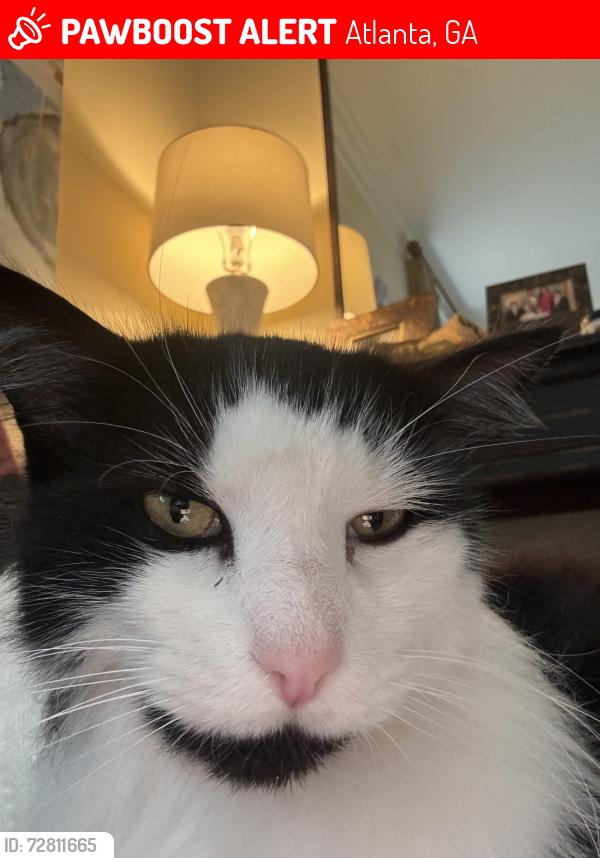 Lost Male Cat last seen Near West Wesley Ridge/Road, Atlanta, GA 30327