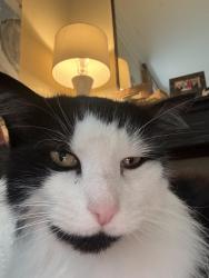 Lost Male Cat last seen Near West Wesley Ridge/Road, Atlanta, GA 30327