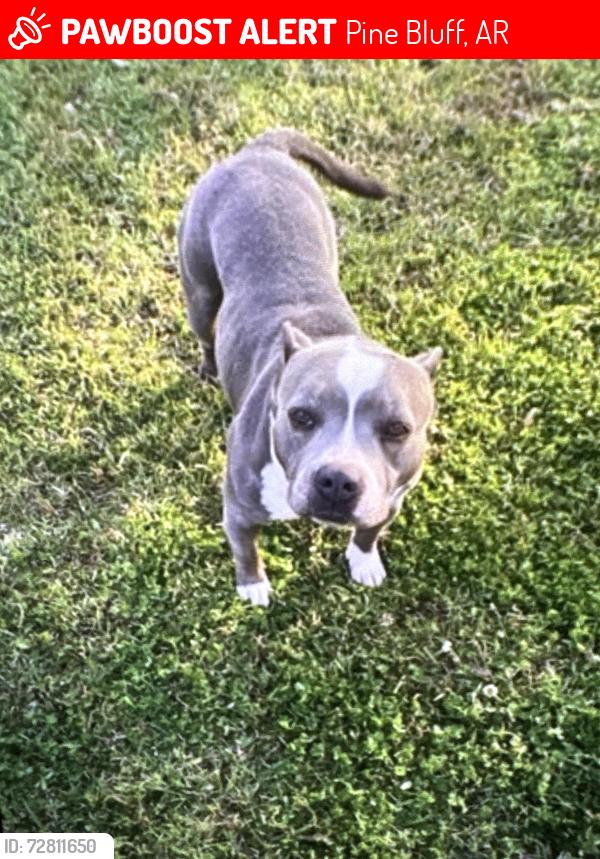 Lost Female Dog last seen 28th Street, Pine Bluff, AR 71603