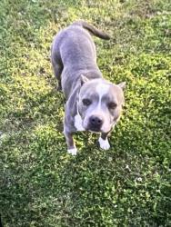 Lost Female Dog last seen 28th Street, Pine Bluff, AR 71603