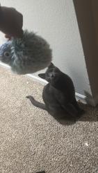 Lost Male Cat last seen Mercer university Dr, Atlanta, GA 30341