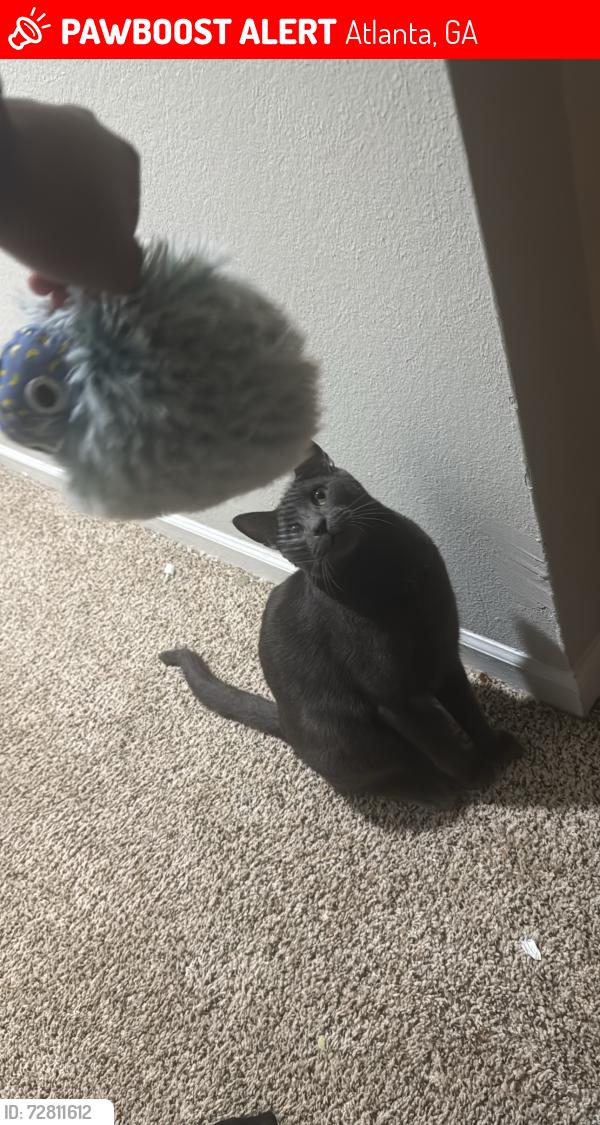Lost Male Cat last seen Mercer university Dr, Atlanta, GA 30341