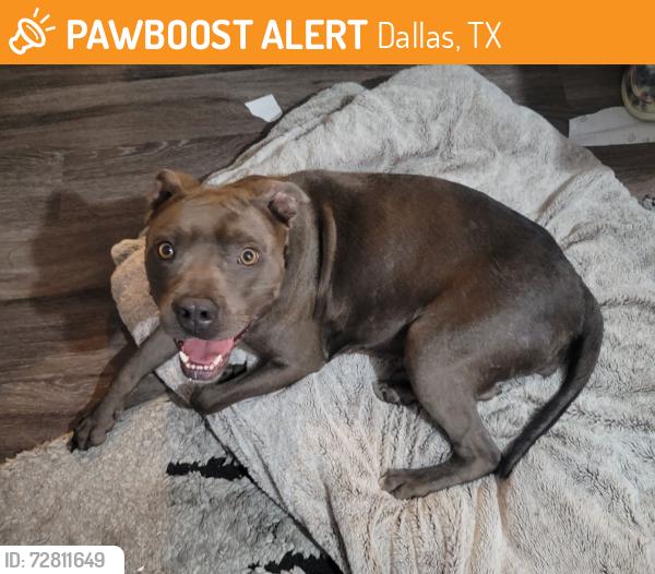 Found/Stray Female Dog last seen Walnut and audelia, Dallas, TX 75243