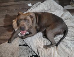 Found/Stray Female Dog last seen Walnut and audelia, Dallas, TX 75243