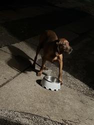 Found/Stray Female Dog last seen Kenwood & Cheltenham , Toledo, OH 43606