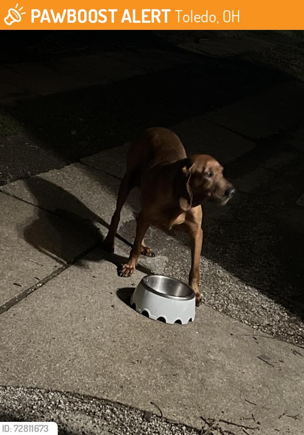 Found/Stray Female Dog last seen Kenwood & Cheltenham , Toledo, OH 43606