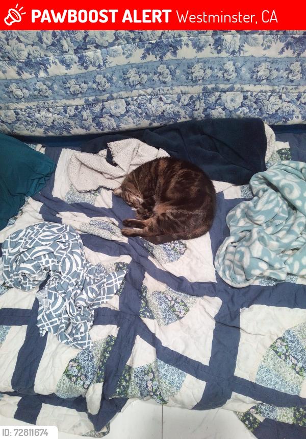 Lost Female Cat last seen Natoma ave , Westminster, CA 92683