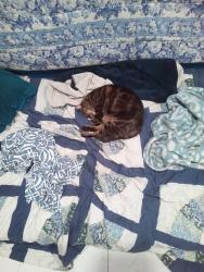 Lost Female Cat last seen Natoma ave , Westminster, CA 92683