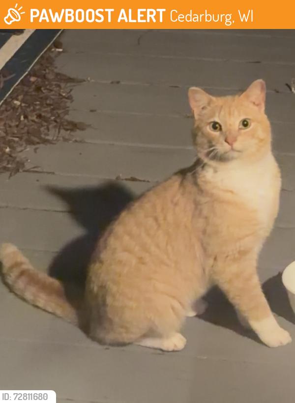 Found/Stray Unknown Cat last seen 1/4 mile west of the speedway on the south side of c, Cedarburg, WI 53012
