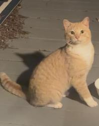 Found/Stray Unknown Cat last seen 1/4 mile west of the speedway on the south side of c, Cedarburg, WI 53012