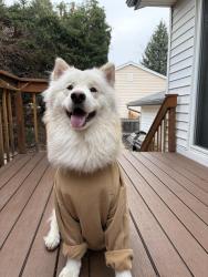 Lost Male Dog last seen Colfax and chambers , Aurora, CO 80011