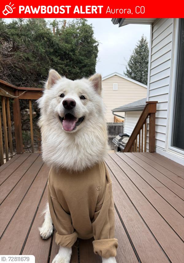 Lost Male Dog last seen Colfax and chambers , Aurora, CO 80011