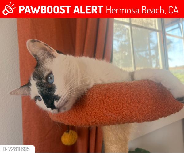 Lost Male Cat last seen The gallery at playa de Pacifica apmts, Hermosa Beach, CA 90254
