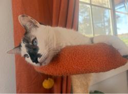 Lost Male Cat last seen The gallery at playa de Pacifica apmts, Hermosa Beach, CA 90254