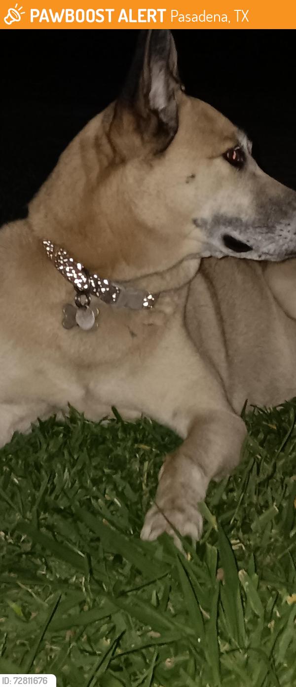 Found/Stray Female Dog last seen Right across from Valero gas station , Pasadena, TX 77502