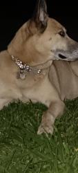 Found/Stray Female Dog last seen Right across from Valero gas station , Pasadena, TX 77502