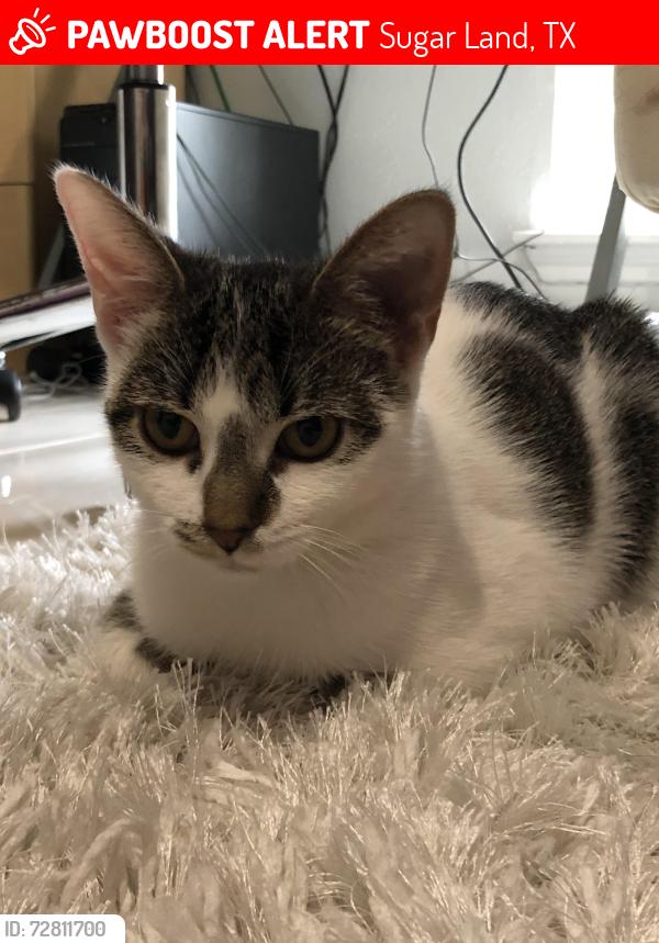 Lost Female Cat last seen Lost creek park, Sugar Land, TX 77478