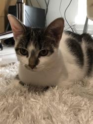 Lost Female Cat last seen Lost creek park, Sugar Land, TX 77478