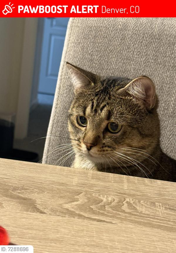 Lost Male Cat last seen 8014-8098 Montview Blvd, Denver, CO 80238, Denver, CO 80220