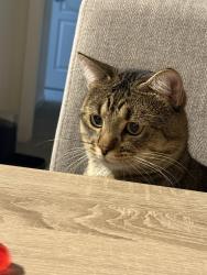 Lost Male Cat last seen 8014-8098 Montview Blvd, Denver, CO 80238, Denver, CO 80220