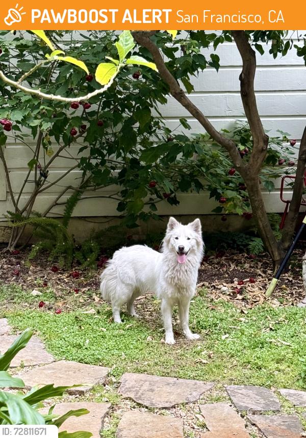 Found/Stray Female Dog last seen 18th and Valencia, San Francisco, CA 94110