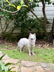 Found/Stray Female Dog last seen 18th and Valencia, San Francisco, CA 94110