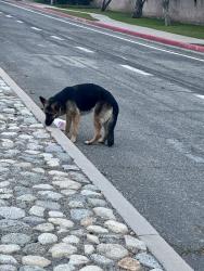 Found/Stray Unknown Dog last seen Live Oak and Riverside Dr. , Rialto, CA 92377