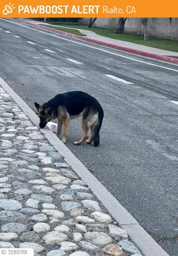 Found/Stray Unknown Dog last seen Live Oak and Riverside Dr. , Rialto, CA 92377