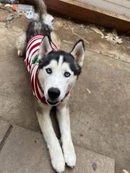 Lost Male Dog last seen San Jacinto , San Diego, CA 92114