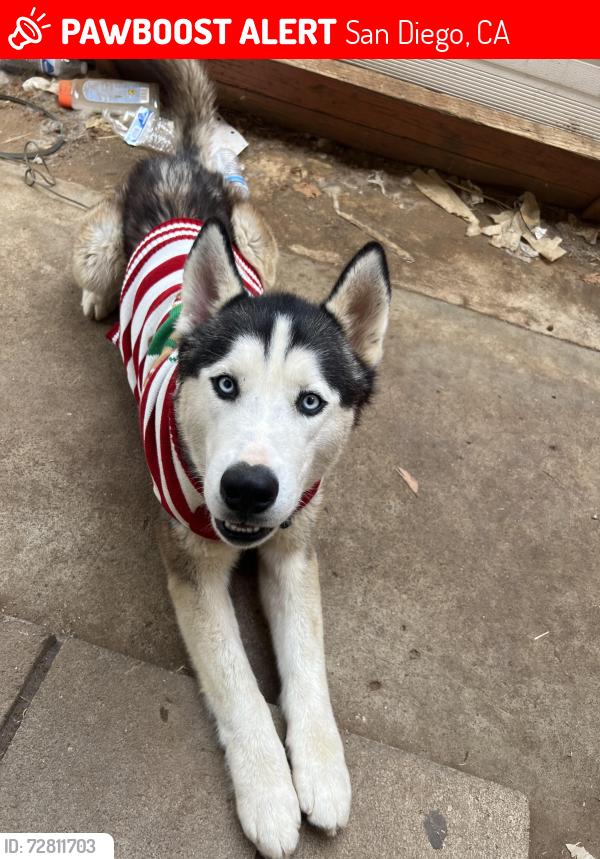 Lost Male Dog last seen San Jacinto , San Diego, CA 92114