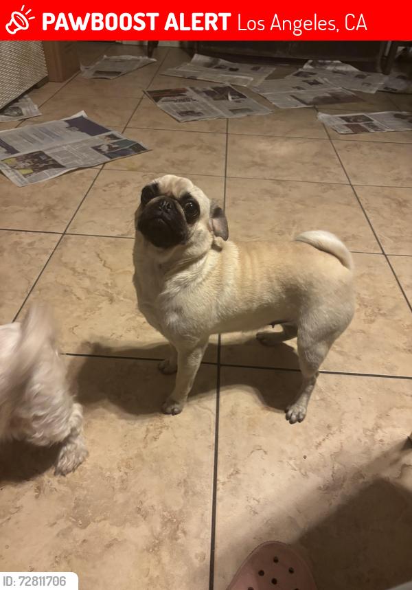 Lost Female Dog last seen Croesus Ave, Los Angeles, CA 90059