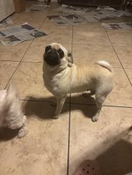 Lost Female Dog last seen Croesus Ave, Los Angeles, CA 90059